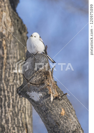 A long-tailed tit perches on a tree branch in Hokkaido in winter A long-tailed tit perches on a tree branch in Hokkaido in winter 120975899