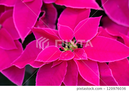 christmas red plant close up macro poinsettia Christmas クリスマス 120976036
