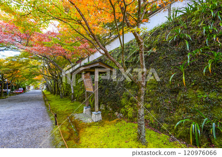 Autumn leaves on the approach to Sanzen-in Temple in Ohara, Kyoto 120976066