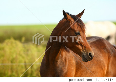 Close-up of a beautiful purebred horse outdoors grazing grass 120976117