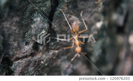 Close-up of a red ant on the ground and tree in a natural setting Close-up of a red ant on the ground and tree in a natural setting 120976203