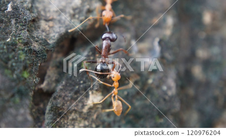Close-up of a red ant on the ground and tree in a natural setting Close-up of a red ant on the ground and tree in a natural setting 120976204