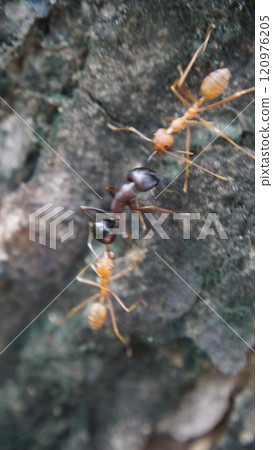 Close-up of a red ant on the ground and tree in a natural setting 120976205
