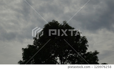 Silhouette of trees against a sunset sky with clouds and sunlight Silhouette of trees against a sunset sky with clouds and sunlight 120976258