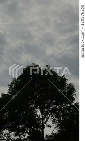Silhouette of trees against a sunset sky with clouds and sunlight 120976259