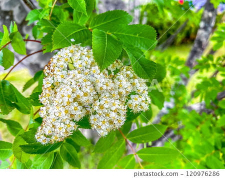 Spring white flowers ~ Rowan ~ 120976286