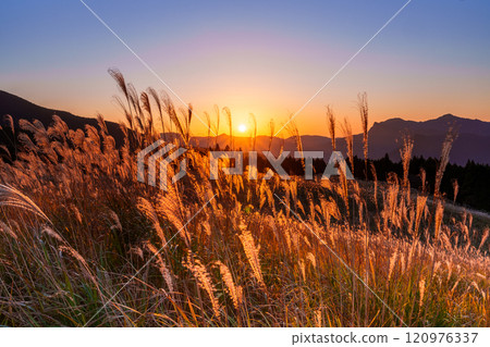 Silver grass on the plateau shining golden in the setting sun, Soni Plateau, Soni Village, Nara Prefecture 2 Silver grass on the plateau shining golden in the setting sun, Soni Plateau, Soni Village, Nara Prefecture 2 120976337