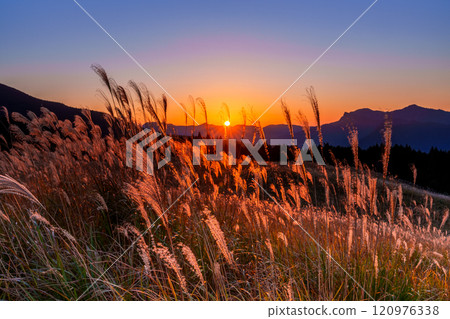 Silver grass on the plateau shining golden in the setting sun - Soni Plateau, Soni Village, Nara Prefecture ④ Silver grass on the plateau shining golden in the setting sun - Soni Plateau, Soni Village, Nara Prefecture ④ 120976338