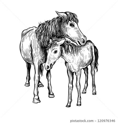 2026 Year of the Horse 14 120976346