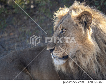 African Lion in Zimbabwe Hwange National Park 120976366