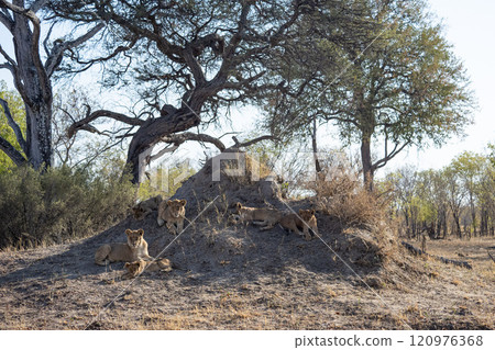 African Lion in Zimbabwe Hwange National Park African Lion in Zimbabwe Hwange National Park 120976368