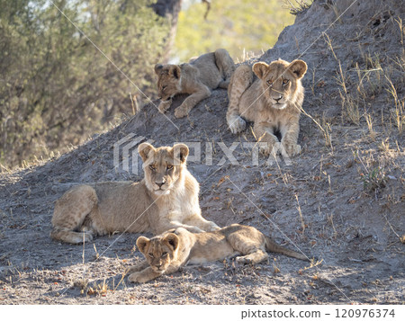 African Lion in Zimbabwe Hwange National Park African Lion in Zimbabwe Hwange National Park 120976374