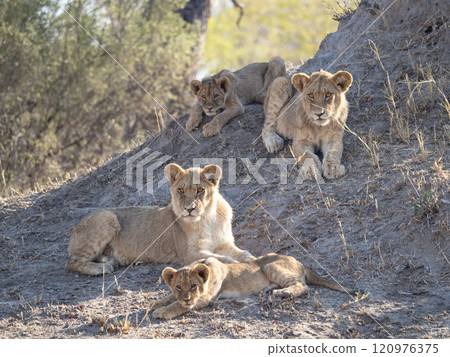 African Lion in Zimbabwe Hwange National Park African Lion in Zimbabwe Hwange National Park 120976375