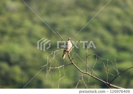 White eyed buzzard or Butastur teesa bird of prey perched in natural scenic green background in winter season migration at jim corbett national park forest tiger reserve uttarakhand india asia 120976409