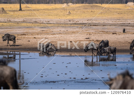 Warthogs and Wildebeest at a watering hole in Hwange National Park 120976410