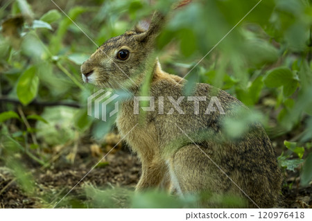 wild indian hare or black naped hare or Lepus nigricollis camouflage in green grass in his natural habitat in winter season safari at ranthambore national park forest tiger reserve rajasthan india 120976418