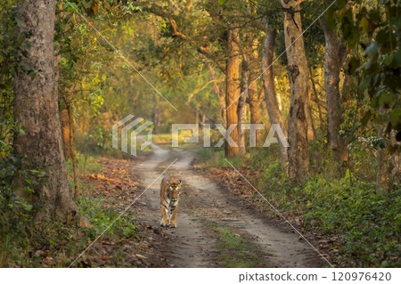 wild female tiger or panthera tigris or tigress pilibhit national park forest reserve uttar pradesh india showstopper morning stroll or territory marking standing or walking head on scenic background 120976420