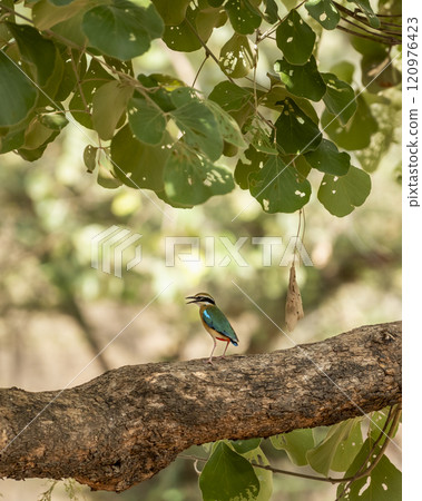 Indian pitta or Pitta brachyura beautiful colorful nine colors bird perched on branch of tree summer season visitor in natural green background at ranthambore national park forest tiger reserve india 120976423