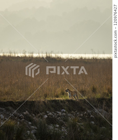 Wild royal bengal tiger or panthera tigris standing in backlight in vast and scenic landscape of dhikala zone in winter season safari at jim corbett national park forest reserve uttarakhand india asia 120976427