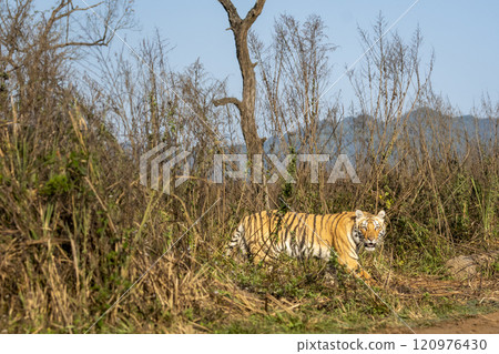 indian wild female tiger or panthera tigris at jim corbett national park forest safari reserve uttarakhand india tigress side profile coming out of grass with eye contact and angry face expression indian wild female tiger or panthera tigris at jim corbett national park forest safari reserve uttarakhand india tigress side profile coming out of grass with eye contact and angry face expression 120976430