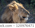 African Lion in Zimbabwe Hwange National Park 120976471