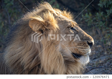 African Lion in Zimbabwe Hwange National Park 120976471