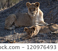 African Lion in Zimbabwe Hwange National Park 120976493