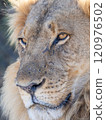 African Lion in Zimbabwe Hwange National Park 120976502