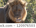 African Lion in Zimbabwe Hwange National Park 120976503