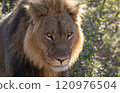 African Lion in Zimbabwe Hwange National Park 120976504