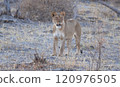 African Lion in Zimbabwe Hwange National Park 120976505