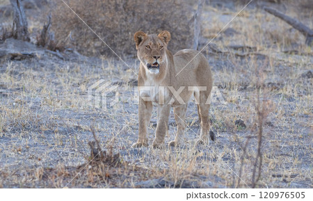 African Lion in Zimbabwe Hwange National Park African Lion in Zimbabwe Hwange National Park 120976505