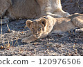 African Lion in Zimbabwe Hwange National Park 120976506