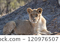 African Lion in Zimbabwe Hwange National Park 120976507
