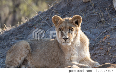 African Lion in Zimbabwe Hwange National Park African Lion in Zimbabwe Hwange National Park 120976507