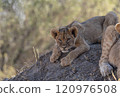 African Lion in Zimbabwe Hwange National Park 120976508