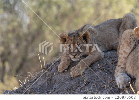African Lion in Zimbabwe Hwange National Park 120976508