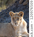 African Lion in Zimbabwe Hwange National Park 120976509