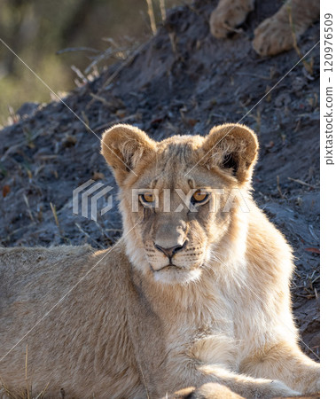 African Lion in Zimbabwe Hwange National Park African Lion in Zimbabwe Hwange National Park 120976509