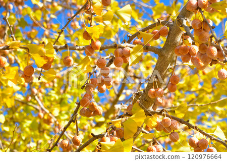 Ginkgo 120976664