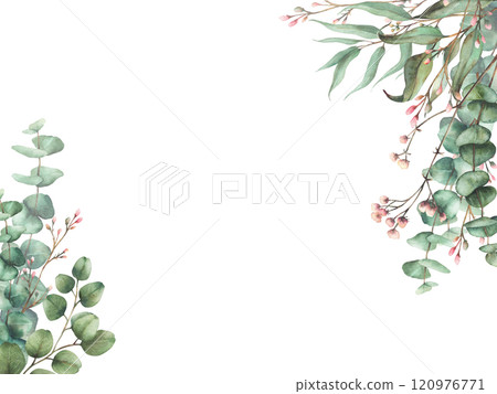 Eucalyptus seeded, silver dollar tree plant. Laurel branch and twig with pink buds and flowers rectangular banner. Botanical Watercolor card template, hand drawn illustration isolated from background Eucalyptus seeded, silver dollar tree plant. Laurel branch and twig with pink buds and flowers rectangular banner. Botanical Watercolor card template, hand drawn illustration isolated from background 120976771