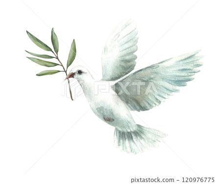 Watercolor Pigeon with olive tree branch White flying dove bird, symbol of peace. Realistic style hand drawn illustration for religious card, Baptism, first communion. Isolated from background clipart Watercolor Pigeon with olive tree branch White flying dove bird, symbol of peace. Realistic style hand drawn illustration for religious card, Baptism, first communion. Isolated from background clipart 120976775