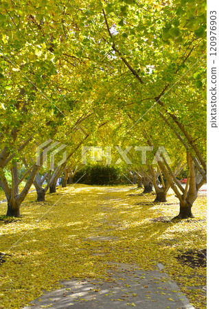 Ginkgo aki Ginkgo aki 120976903