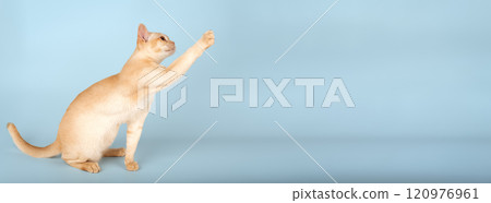 Adorable cream Burmese kitten on a colored background. Adorable cream Burmese kitten on a colored background. 120976961