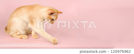 Adorable cream Burmese kitten standing on studio background. Adorable cream Burmese kitten standing on studio background. 120976962