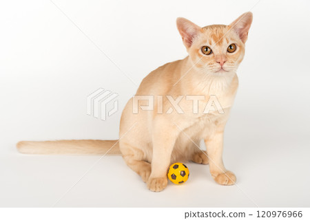 Burmese cream cat sits and plays with a ball on a white isolated background. Burmese cream cat sits and plays with a ball on a white isolated background. 120976966
