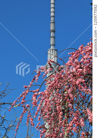 東京都江東區龜戶天神梅花祭梅花和晴空塔 120977092