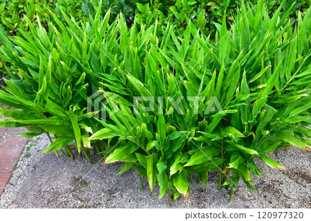 姜mioga 姜mioga 120977320