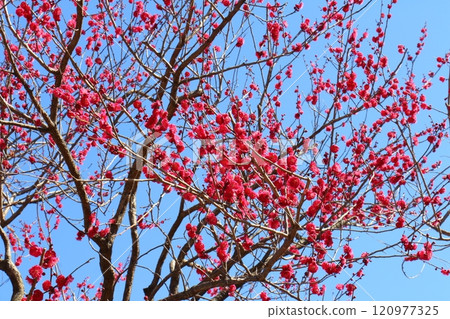 龜戶天神梅花節 紅梅花 東京都江東區龜戶 龜戶天神梅花節 紅梅花 東京都江東區龜戶 120977325