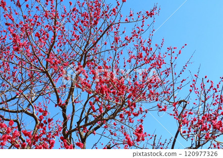 Kameido Tenjin Plum Festival, Red plum blossoms, Red plum, Kameido, Koto-ku, Tokyo 120977326